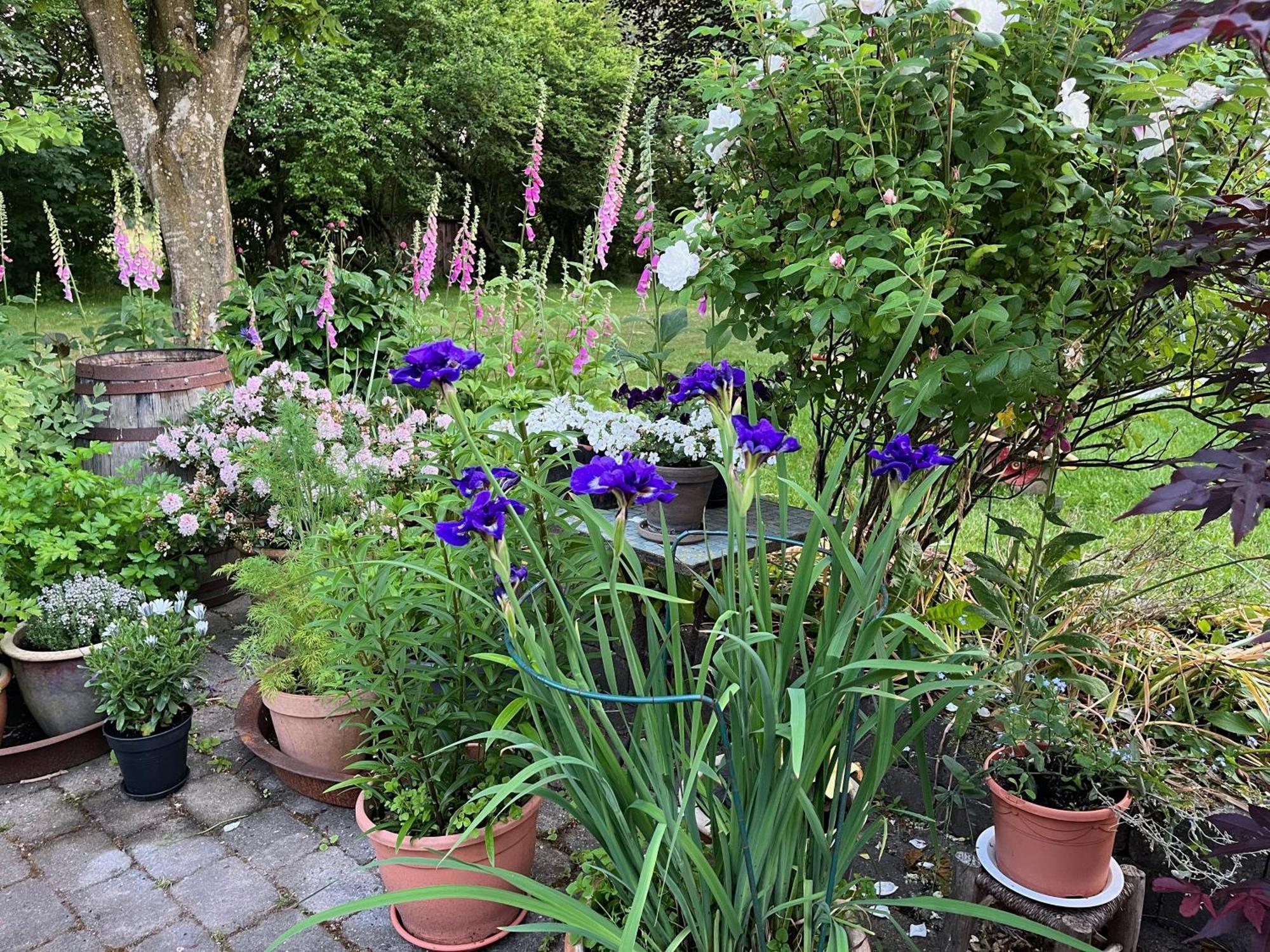 Fuglsang Bed & Breakfast Hjorring Exterior photo